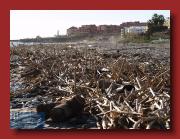 Strand nach dem Sturm